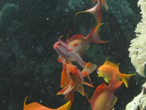 Anthias à queue de lyre (Pseudanthias squamipinnis) photographié dans son milieu marin.