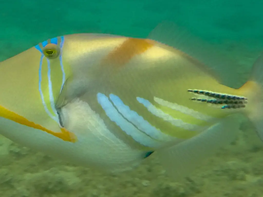 Baliste Picasso (Rhinecanthus aculeatus) photographié dans son milieu marin.