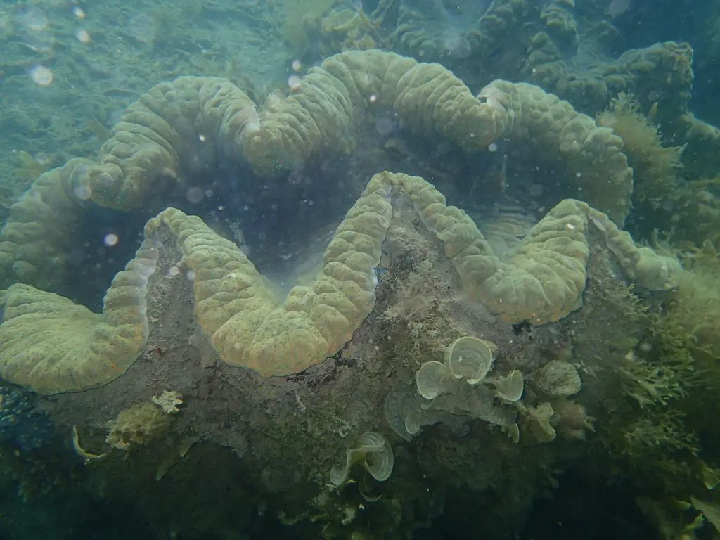 Bénitier géant (Tridacna gigas) photographié dans son milieu marin.