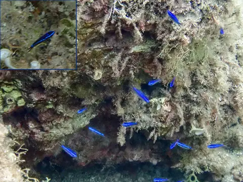 Castagnole (Chromis chromis) photographié dans son milieu marin.