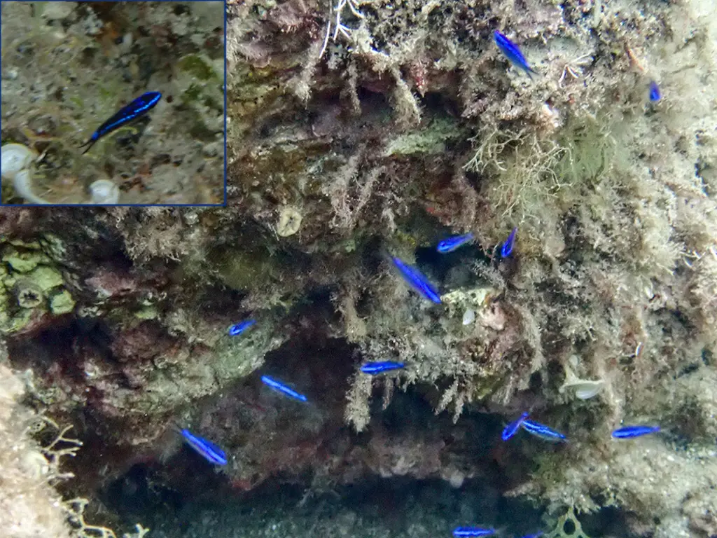 Castagnole (Chromis chromis) photographié dans son milieu marin.