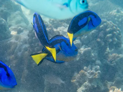 Chirurgien-palette (Paracanthurus hepatus) photographié dans son milieu marin.