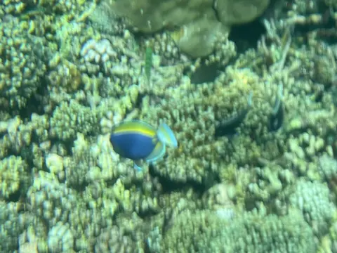 Chirurgien à poitrine blanche (Acanthurus leucosternon) photographié dans son milieu marin.