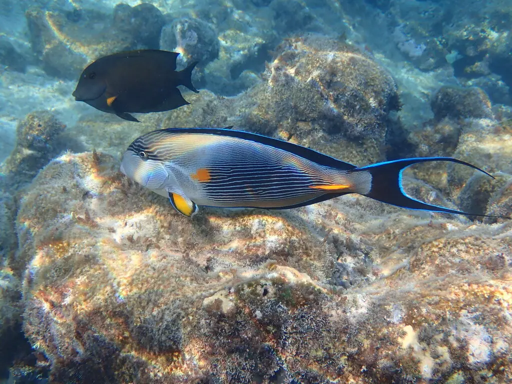 Poisson-chirurgien sohal (Acanthurus sohal) photographié dans son milieu marin.