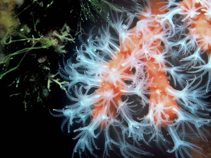 Une colonie de corail rouge, Corallium rubrum, avec ses polypes déployés.