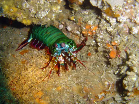Crevette-mante paon (Odontodactylus scyllarus) photographié dans son milieu marin.