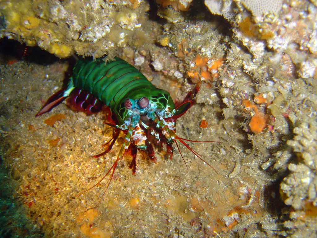 Crevette-mante paon (Odontodactylus scyllarus) photographié dans son milieu marin.