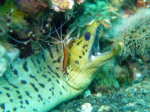 Crevette nettoyeuse du Pacifique (Lysmata amboinensis) photographié dans son milieu marin.