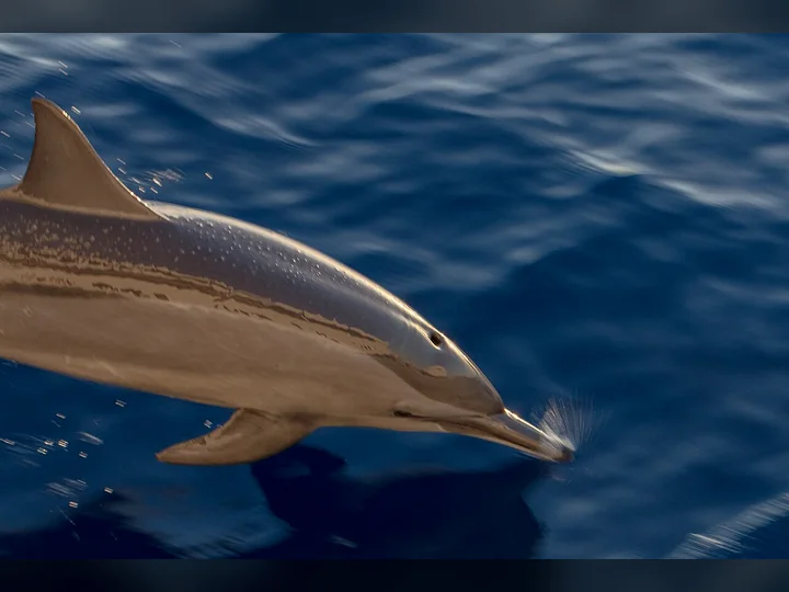 Dauphin à long bec nageant près de la surface