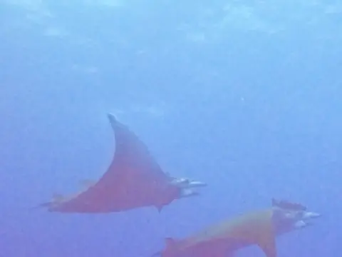 Diable de mer chilien (Mobula tarapacana) photographié dans son milieu marin.