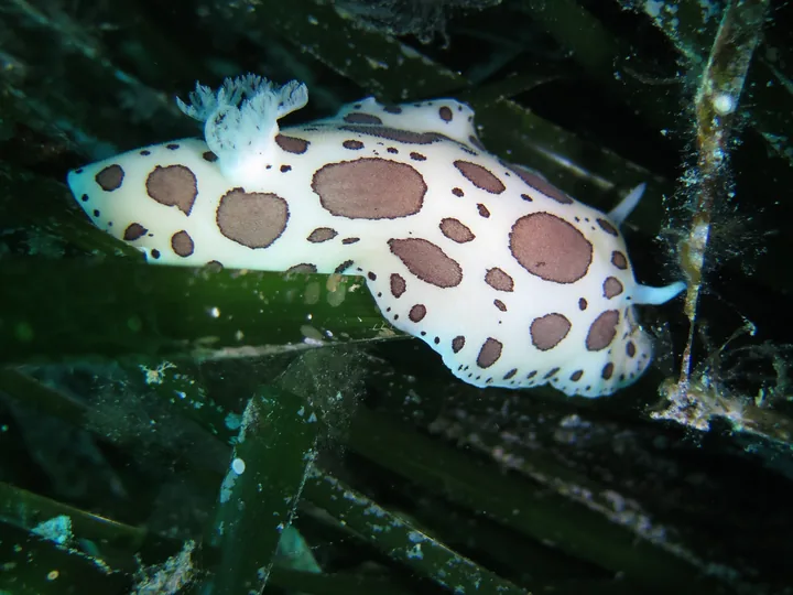 Un doris dalmatien, Peltodoris atromaculata, sur des feuilles de posidonie.
