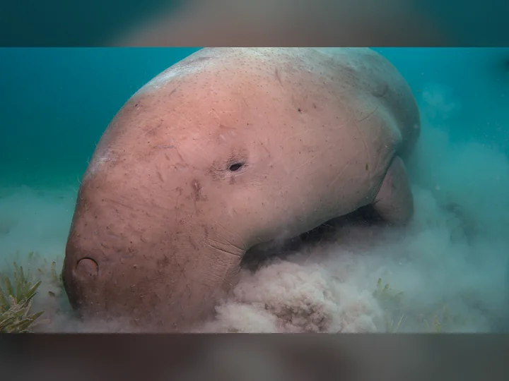 Dugong broutant un herbier marin