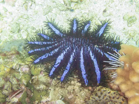 Étoile couronne d’épines (Acanthaster planci) photographié dans son milieu marin.