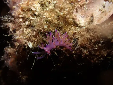 Flabelline mauve (Flabellina affinis) photographié dans son milieu marin.