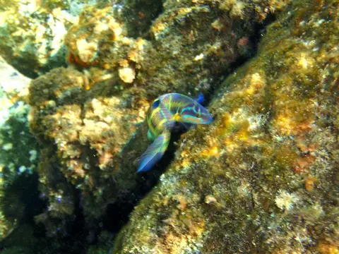 Girelle-paon (Thalassoma pavo) photographié dans son milieu marin.