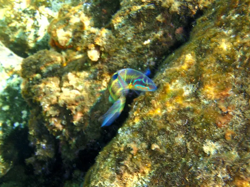 Girelle-paon (Thalassoma pavo) photographié dans son milieu marin.