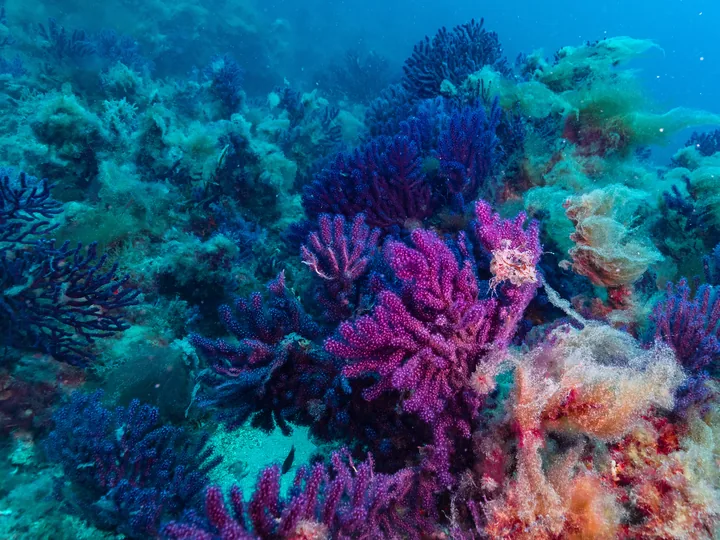 Des colonies de gorgone rouge, Paramuricea clavata, sur un tombant méditerranéen.