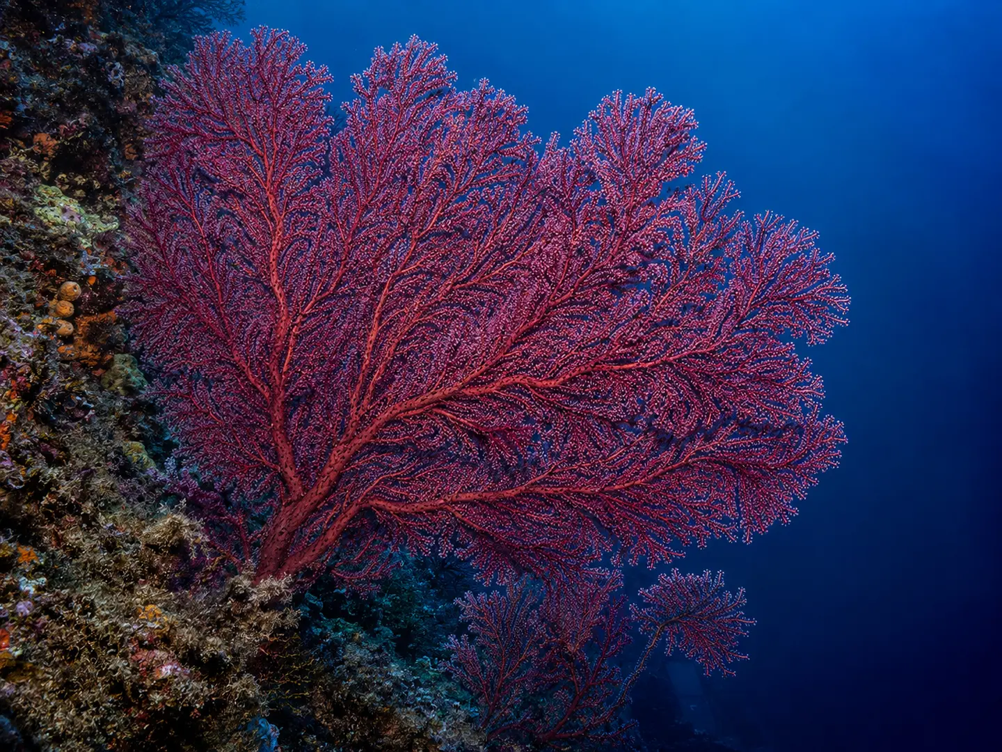Des colonies de gorgone rouge, Paramuricea clavata, sur un tombant méditerranéen.