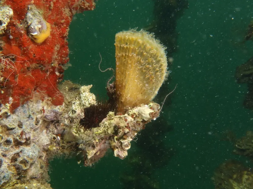 Grande nacre (Pinna nobilis) photographié dans son milieu marin.