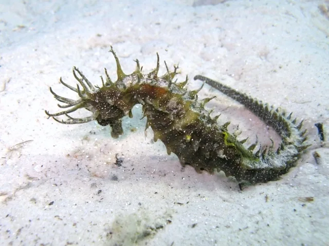 Un hippocampe moucheté, Hippocampus guttulatus, photographié sous l’eau en Croatie.