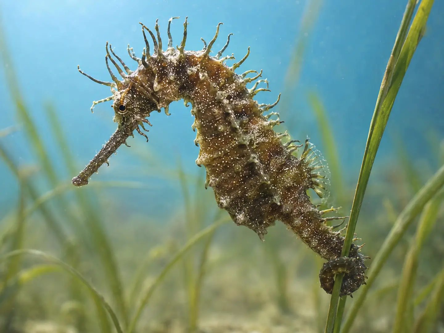 Un hippocampe moucheté, Hippocampus guttulatus, photographié sous l’eau en Croatie.