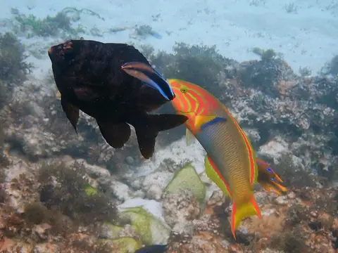 Labre nettoyeur commun (Labroides dimidiatus) photographié dans son milieu marin.