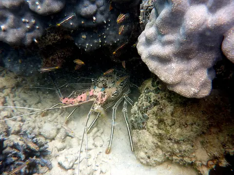 Langouste peinte (Panulirus versicolor) photographié dans son milieu marin.
