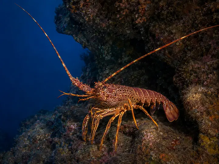 Langouste rouge abritée dans une cavité rocheuse