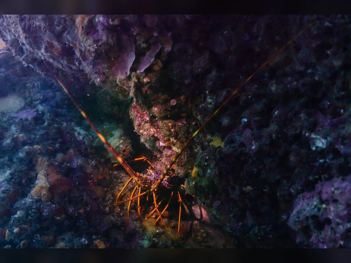 Langouste rouge abritée dans une cavité rocheuse