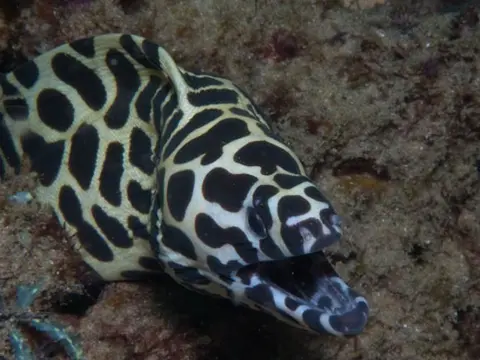 Murène léopard (Gymnothorax favagineus) photographié dans son milieu marin.