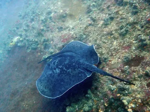 Pastenague éventail (Taeniurops meyeni) photographié dans son milieu marin.