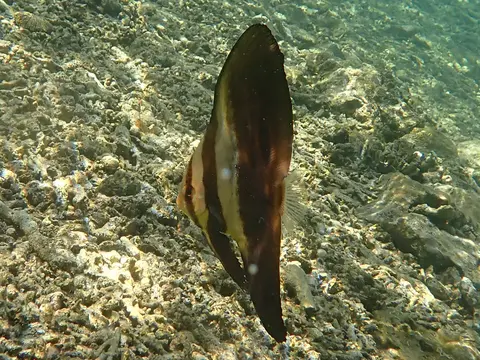 Platax orbiculaire (Platax orbicularis) photographié dans son milieu marin.