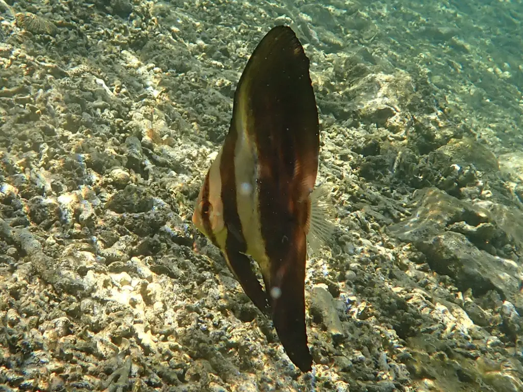 Platax orbiculaire (Platax orbicularis) photographié dans son milieu marin.