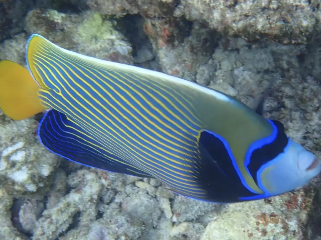 Poisson-ange empereur (Pomacanthus imperator) photographié dans son milieu marin.