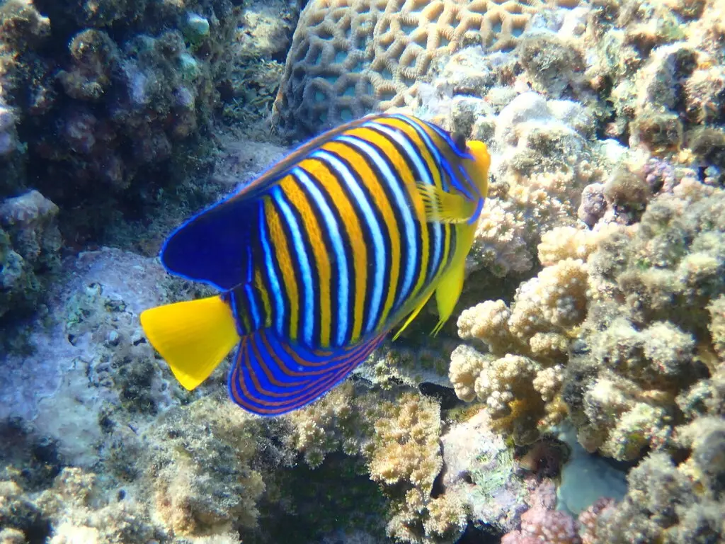 Poisson-ange royal (Pygoplites diacanthus) photographié dans son milieu marin.