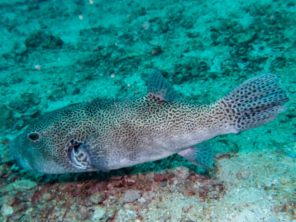 Poisson-ballon étoilé (Arothron stellatus) photographié dans son milieu marin.