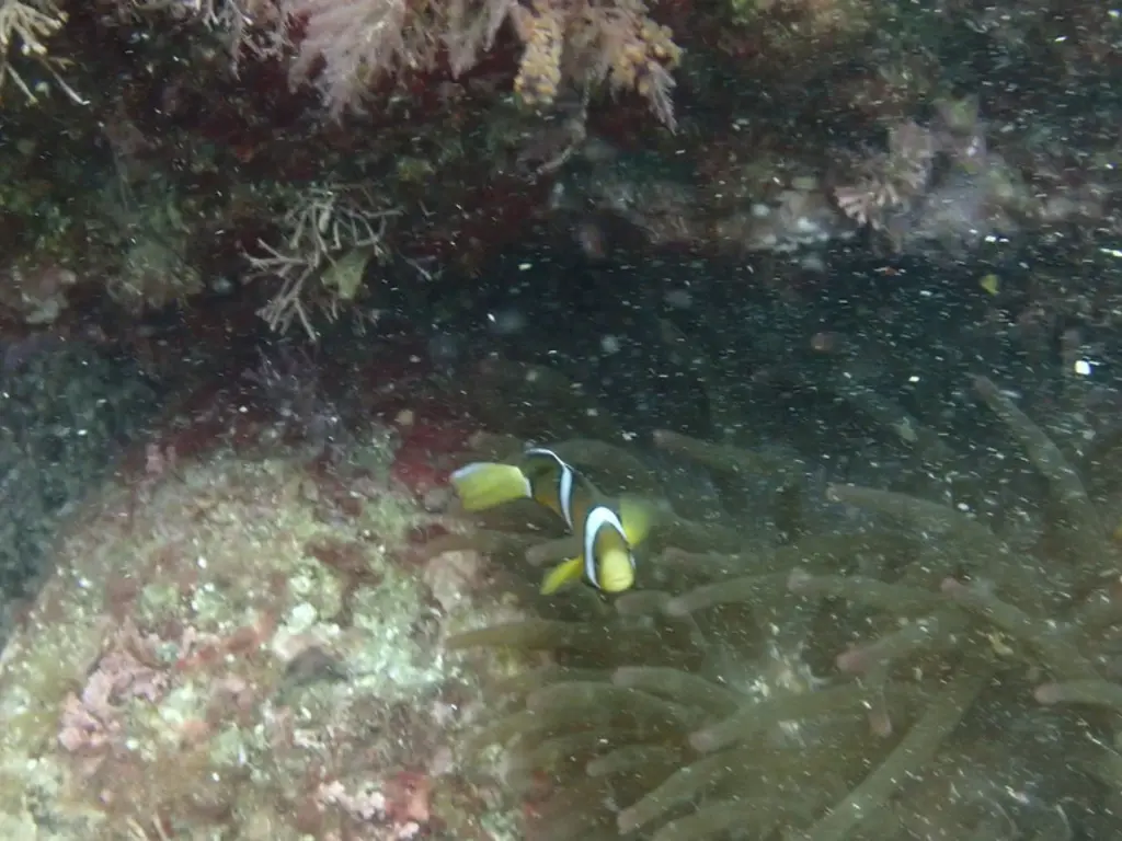 Poisson-clown de Clark (Amphiprion clarkii) photographié dans son milieu marin.
