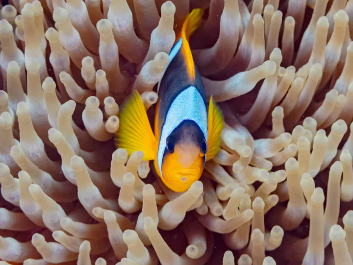 Un poisson-clown de mer Rouge, Amphiprion bicinctus, dans une anémone magnifique.