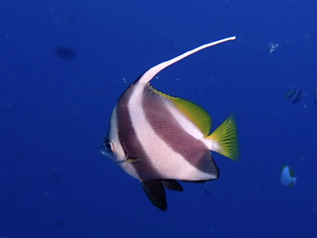 Poisson-cocher grégaire (Heniochus diphreutes) photographié dans son milieu marin.