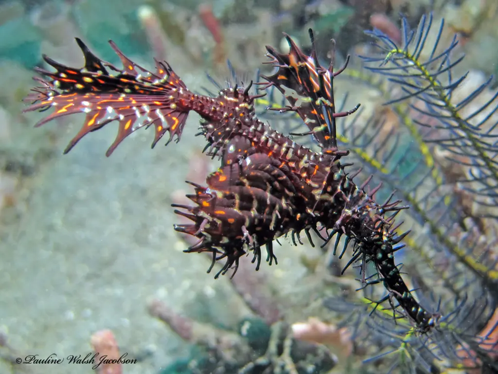 Poisson-fantôme arlequin (Solenostomus paradoxus) photographié dans son milieu marin.