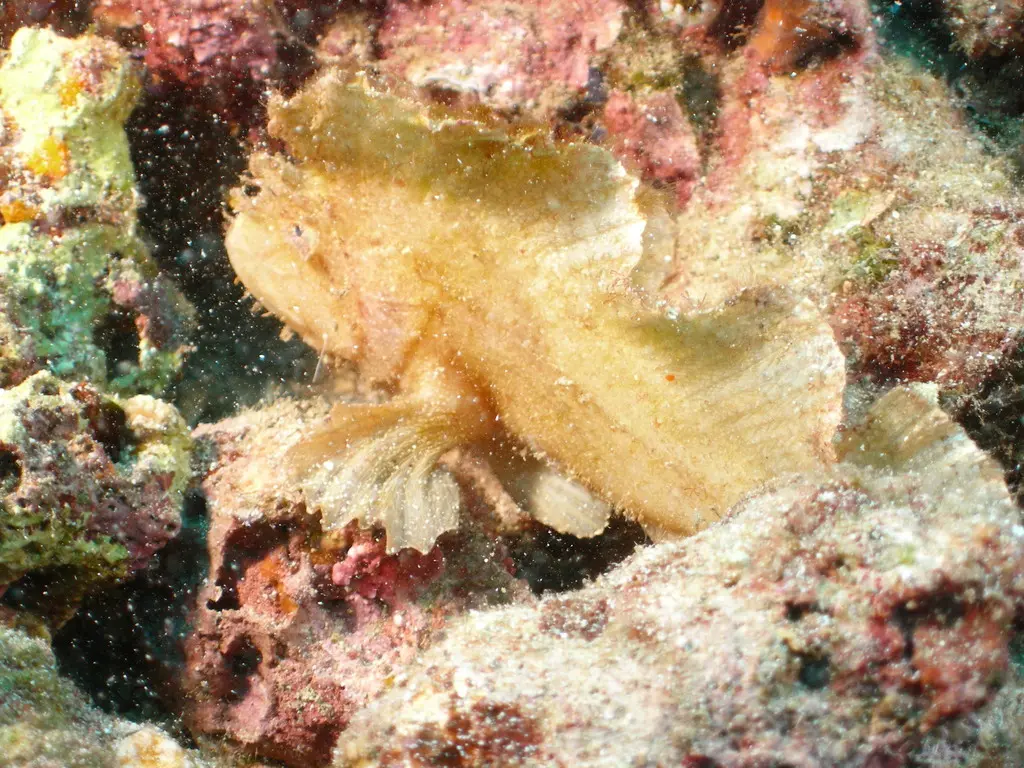 Poisson-scorpion feuille (Taenianotus triacanthus) photographié dans son milieu marin.