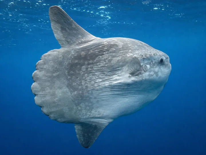 Un poisson-lune évolue dans une eau bleue en pleine mer.