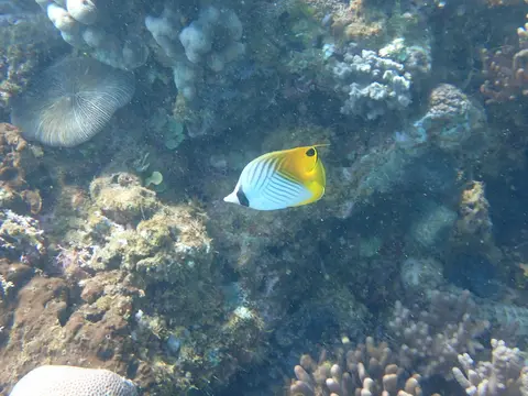 Poisson-papillon cocher (Chaetodon auriga) photographié dans son milieu marin.