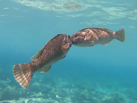 Poisson-perroquet méditerranéen (Sparisoma cretense) photographié dans son milieu marin.