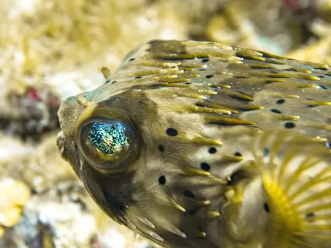 Poisson-porc-épic à longues épines (Diodon holocanthus) photographié dans son milieu marin.