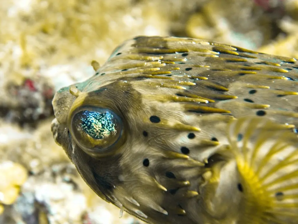 Poisson-porc-épic à longues épines (Diodon holocanthus) photographié dans son milieu marin.