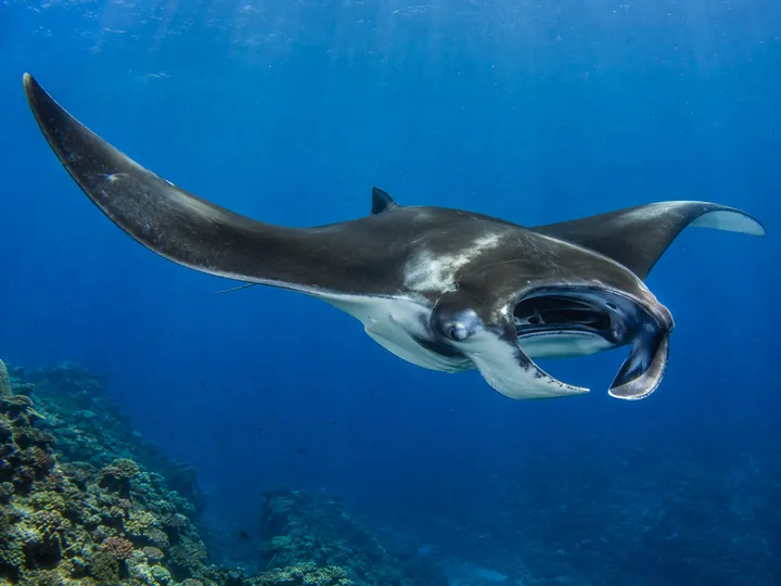 Une raie manta océanique nage au-dessus d’un récif dans une eau bleue.