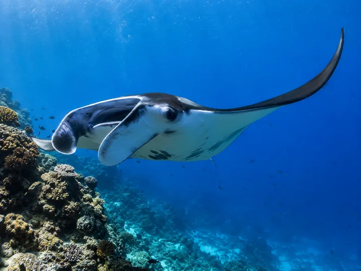 Une raie manta de récif évolue au-dessus d’un récif corallien.