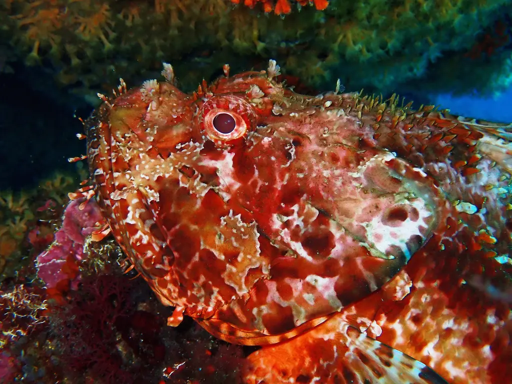 Rascasse rouge (Scorpaena scrofa) photographié dans son milieu marin.