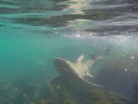Requin-citron faucille (Negaprion acutidens) photographié dans son milieu marin.